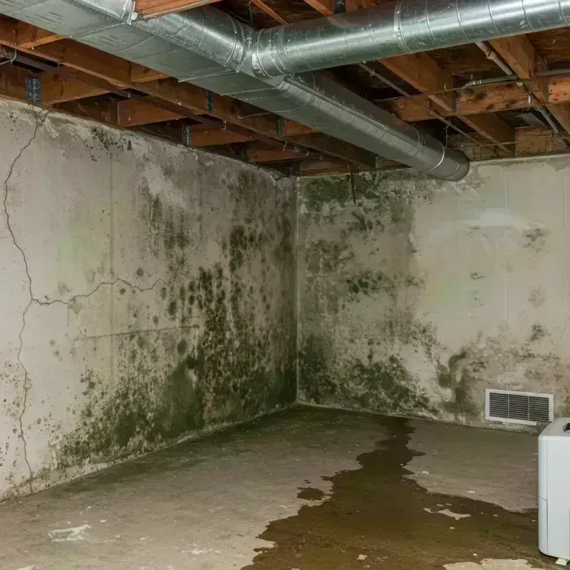 Professional Mold Removal in Somonauk, IL